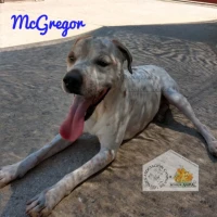 Adopta a Mcgregor