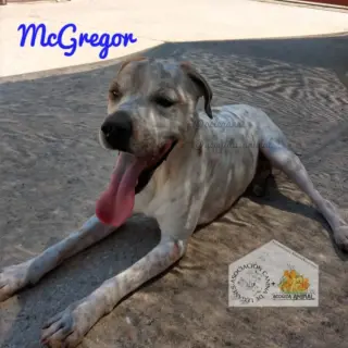 Mcgregor