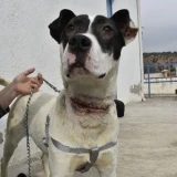 Adopta a Yako