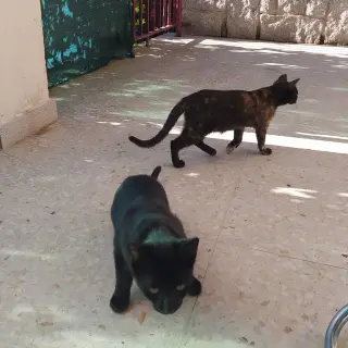 Dos Callejeros