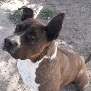 Kobu