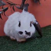 Adopta a Santi(Bloque C)