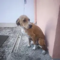 Adopta a Mía