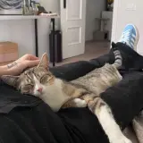 Adopta a Pita Guapa