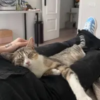 Adopta a Pita Guapa