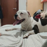 Adopta a Ira