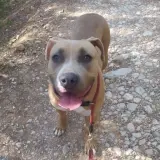 Adopta a Prada