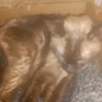 Adopta a Vida
