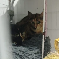 Adopta a Kira Y Canela