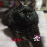 Adopta a Dayan