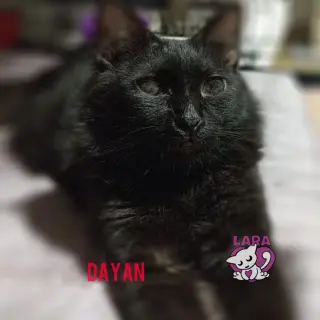 Dayan