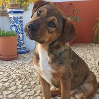 Adopta a Gala