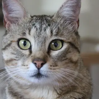 Mizu