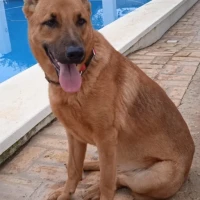 Adopta a Bimba