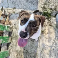 Adopta a Nero