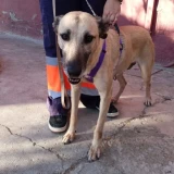 Adopta a Belinda