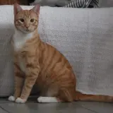 Adopta a Mulder