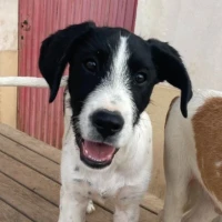 Adopta a Dimitri