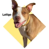 Adopta a Látigo