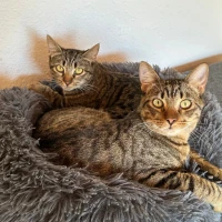 Adopta a Banner Y Flappy