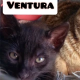 Adopta a Ventura