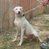 Adopta a Sebastian