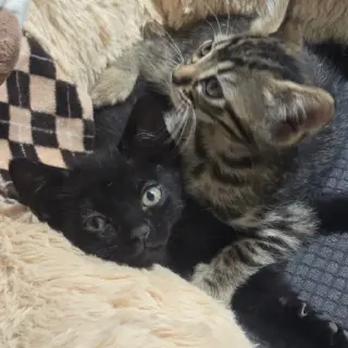 Lila Y Matías