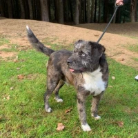 Adopta a Tuck