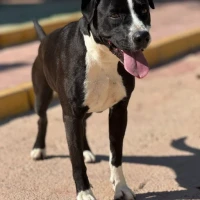 Adopta a Zendaya