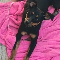 Adopta a Xavo