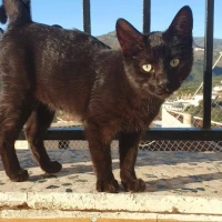 Adopta a Onyx