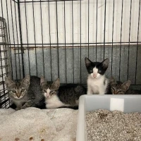 Adopta a Miso, Macha, Tofu Y Chia