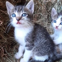 Adopta a Gatito Gris Y Blanco
