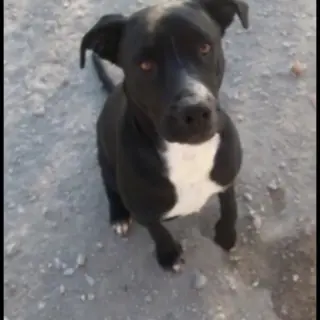 Junior