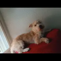 Adopta a Simba