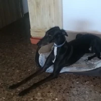 Adopta a Jara