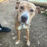 Adopta a Truhan