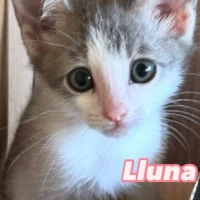 Adopta a Lluna