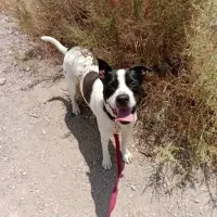 Adopta a Manchas / Mario Pepe