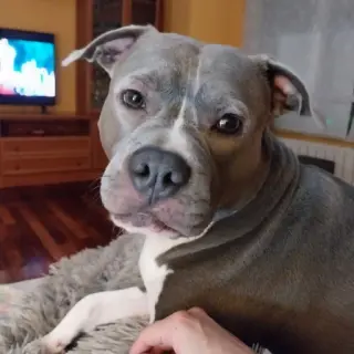Chispa