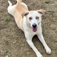Adopta a Alaska