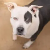 Adopta a Musa