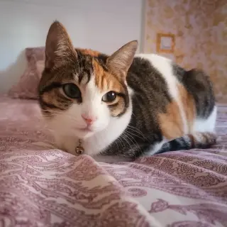 Perla
