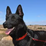 Adopta a Yeiko
