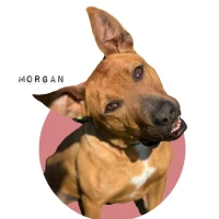 Adopta a Morgan