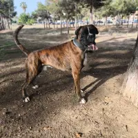 Adopta a Galo
