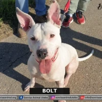 Adopta a Bolt