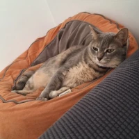 Adopta a Juancho