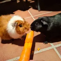 Adopta a Alexa Y Diana