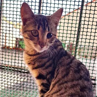 Niki